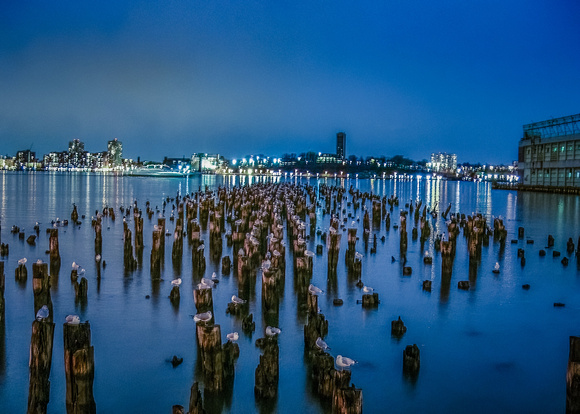 Birds on East River NYC (2)-Edit-Edit