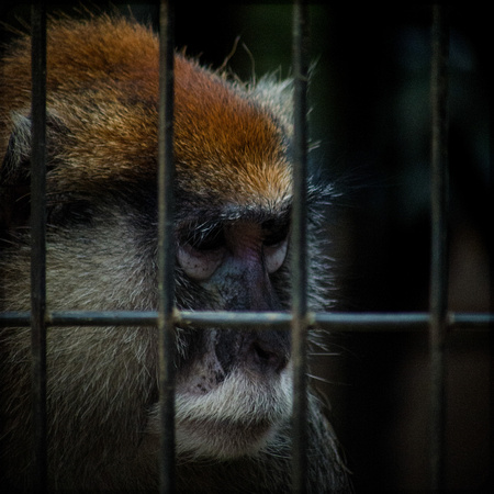 Monkey Gaze AZ MA 030716 1x1 (1 of 1)-3.jpg