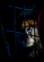 Monkey Gaze Bars Chain On1 CWB011516-1.jpg