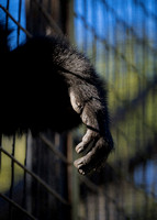 Monkey Hanging Out Austin Zoo.jpg