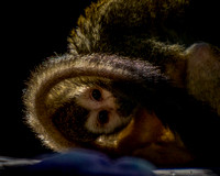 Monkey Peeking in Sunlight AZ On1 8x10 (1 of 1)-2.jpg