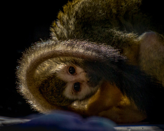 Monkey Peeking in Sunlight AZ On1 8x10 (1 of 1)-2.jpg