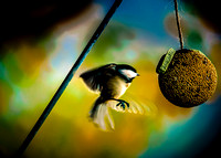 Bird Balls 20201018_0001-Edit