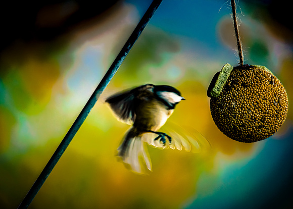 Bird Balls 20201018_0001-Edit