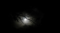 Hog Heaven Moon Trees Silhouette-2 On1 16x9-1.jpg