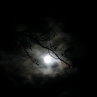 Hog Heaven Moon Trees Silhouette 1x1-1.jpg