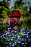 Bluebonnetss and Fire Hydrant 041315-1-2