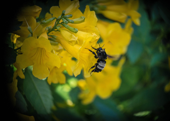 Bee and Flowers HH Closeup B 5x7 (1 of 1)