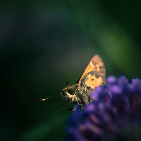 Butterflies Treehouse Aug 2016211