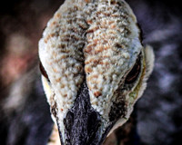 Peackock Gaze Closeup Fontal AZ LR On1 8x10 -2 (1 of 1)