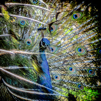 Peacock Stare sm (1 of 1)