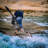 Bird Catching Fish Pedernales SP May 2016 (1 of 1)