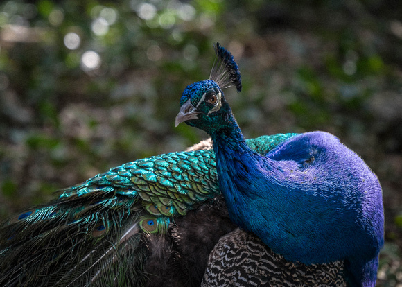 Peacock Pose Austin Zoo Jan 2017 (1 of 1)