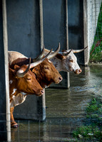 Longhorns Lined Up Under Bridge 5x7 (1 of 1)