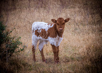 La Ventana Baby Longhorn Jan 2017 (1 of 1)