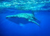 Whale Shark Maui 2017