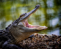 Alligator Yawn AZ 053016004