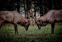 Elk Butting Heads