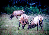 Elk  Challenge 2