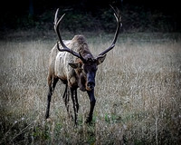 Elk