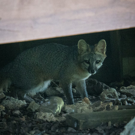 Fox Hog Heaven Shyloh June 2017001