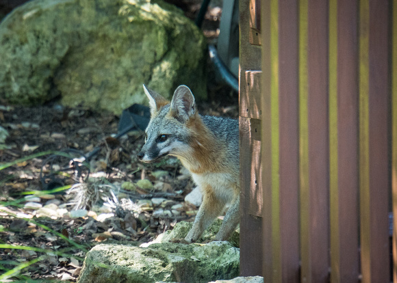 Fox Hog Heaven Shyloh June 2017002