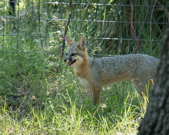 Fox Hog Heaven Shyloh June 2017003