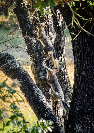 Fox Family HH July 26 2017011