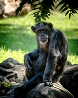 Chimpanzees