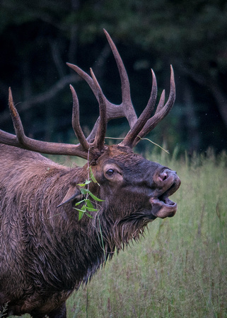 Elk Chataloochee Aug 2017015