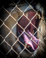 Austin Zoo Lions MA 050916019