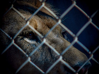 Austin Zoo Lions MA 050916040