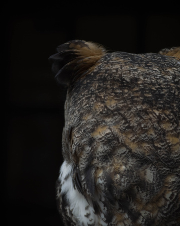 Audobon Raptor Center Nov 2017042