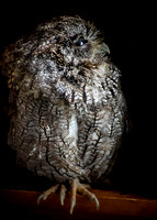 Audobon Raptor Center Nov 2017202