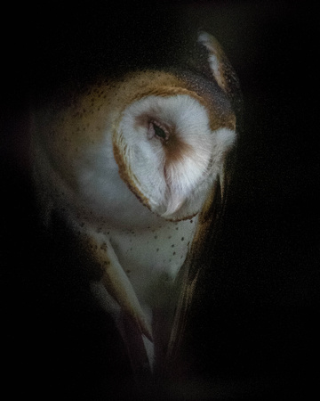 Audobon Raptor Center Nov 2017268