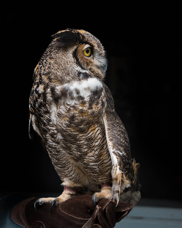 Audobon Raptor Center Nov 2017026