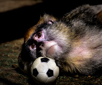 Monkey on Soccer Ball Gaze AZ 10x12 (1 of 1)-2