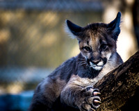 Cougar Babies