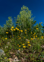 Purgatory Flats Trail 202108281_DSC7710