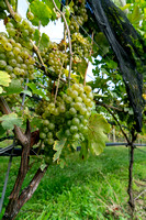 Maple Springs Vineyard Pick Sept 30, 2023 ZF (4 of 185)