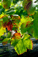 Maple Springs Vineyard Pick Sept 30, 2023 ZF (6 of 185)