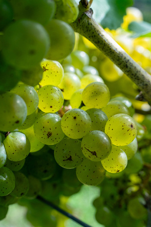 Maple Springs Vineyard Pick Sept 30, 2023 ZF (8 of 185)