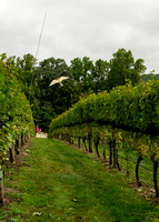 Maple Springs Vineyard Pick Sept 30, 2023 ZF (16 of 185)