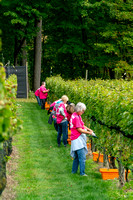 Maple Springs Vineyard Pick Sept 30, 2023 ZF (19 of 185)