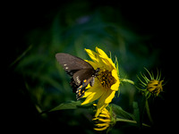 Butterfly Shots Ped Falls Oct 2018_0037