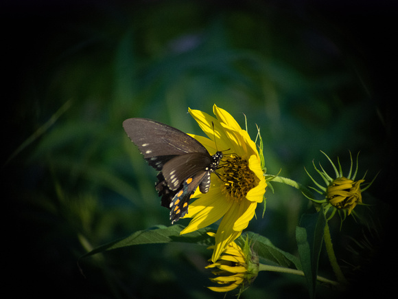 Butterfly Shots Ped Falls Oct 2018_0037