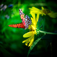 Butterfly Shots Ped Falls Oct 2018_0025