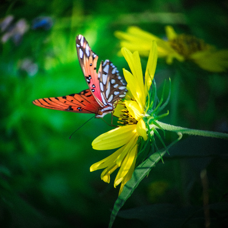 Butterfly Shots Ped Falls Oct 2018_0025