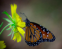 Butterfly Shots Ped Falls Oct 2018_0107