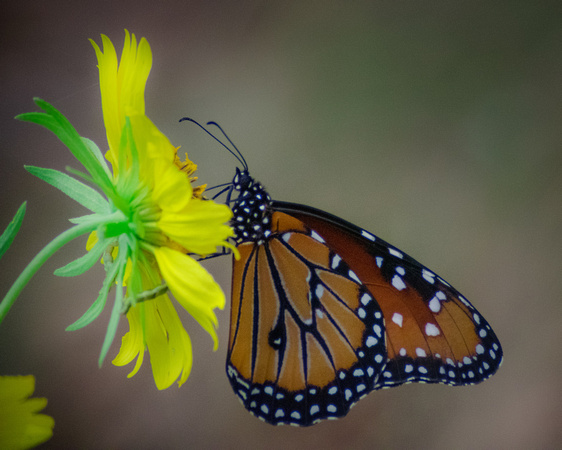 Butterfly Shots Ped Falls Oct 2018_0107